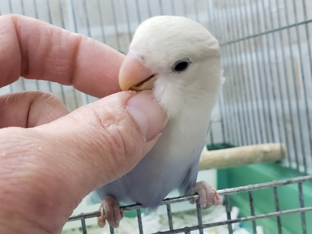 コザクラインコ（小桜インコ）