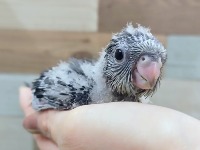 サザナミインコのヒナ入荷しました❤ サザナミインコ