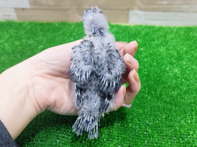 サザナミインコのヒナ入荷しました❤ サザナミインコ