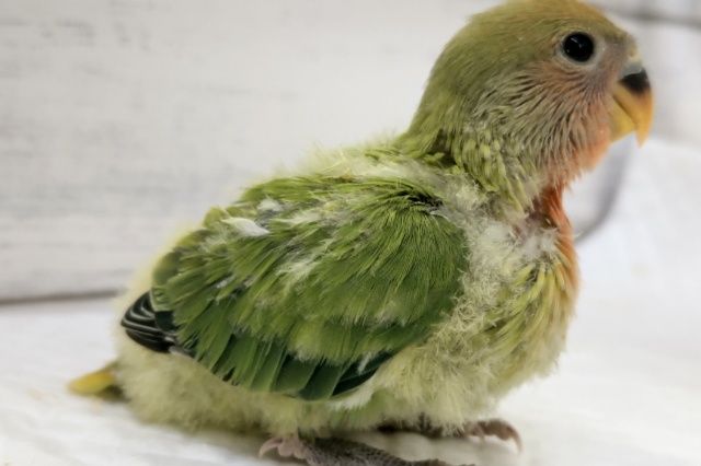 コザクラインコ（小桜インコ）