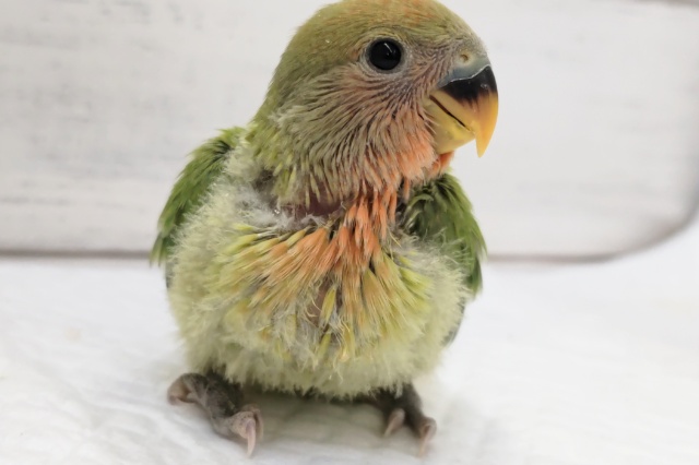 コザクラインコ（小桜インコ）