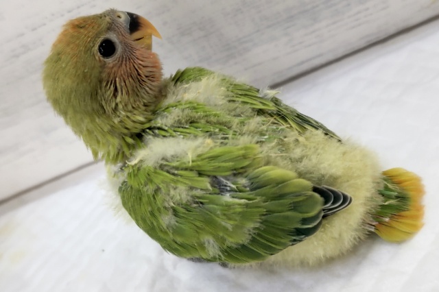 最新画像あり! ノーマルカラーじゃないよぉ~🌸 コザクラインコ(オパーリン) コザクラインコ(小桜インコ)