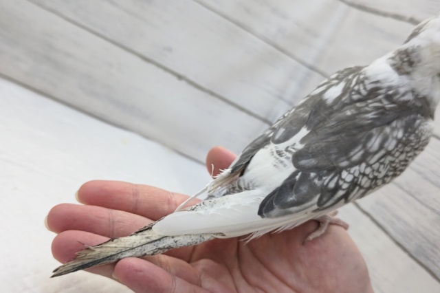 ふれあいできますよぉ~🤍 オカメインコ(ホワイトフェイスパール) オカメインコ