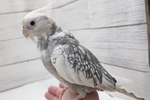 オカメインコ
