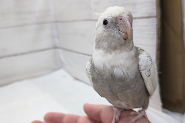 オカメインコ
