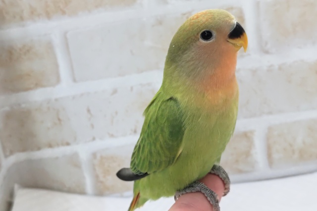 コザクラインコ（小桜インコ）