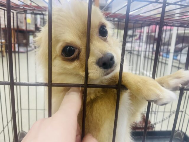 チワワ