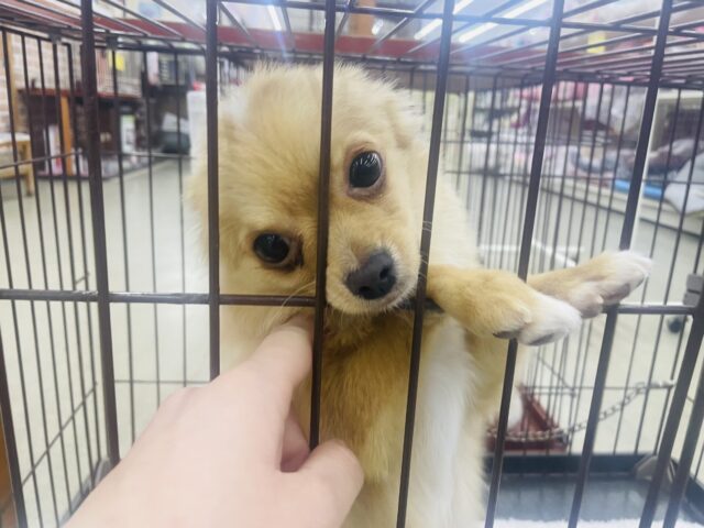 チワワ