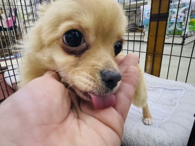 チワワ