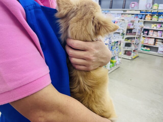 キツネ顔さん🦊なチワワ君です⭐️ チワワ クリーム チワワ