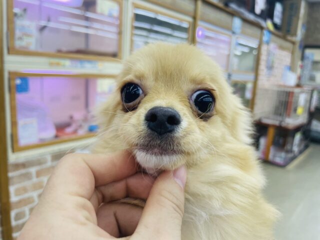 チワワ