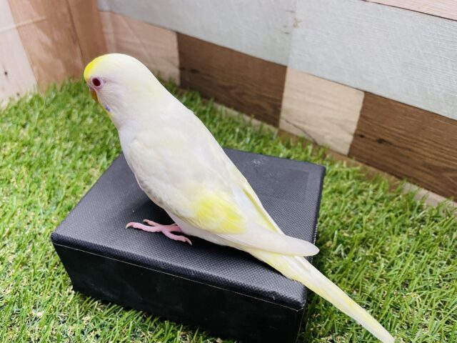 最新画像あります☆ヒナ餌卒業‼️とっても綺麗なレアカラー!セキセイインコのファロー! セキセイインコ
