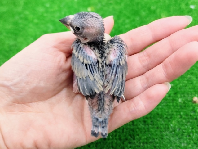 桜文鳥