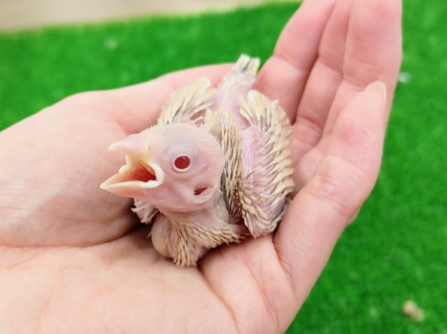 シナモン文鳥