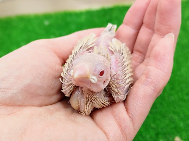 シナモン文鳥