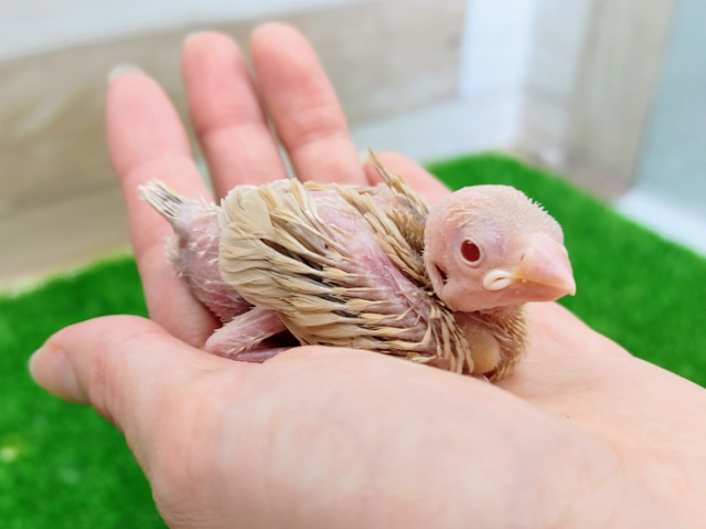 シナモン文鳥