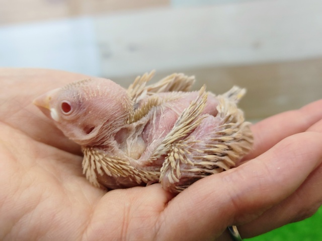 シナモン文鳥