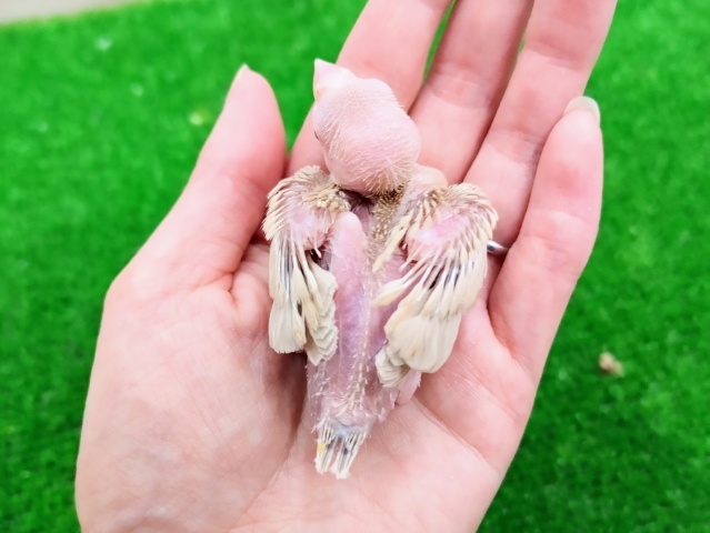 シナモン文鳥