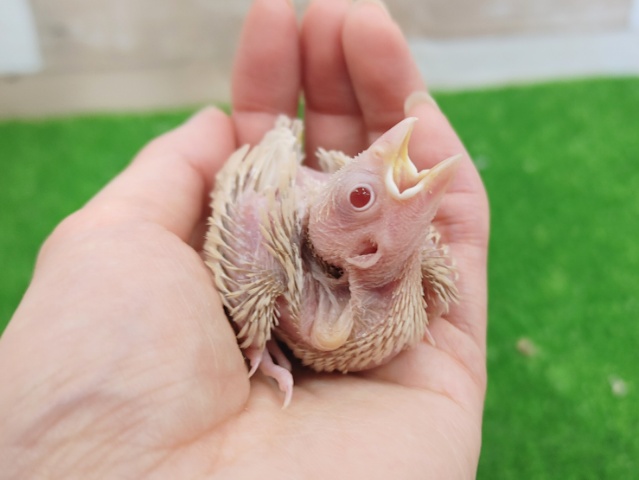 シナモン文鳥