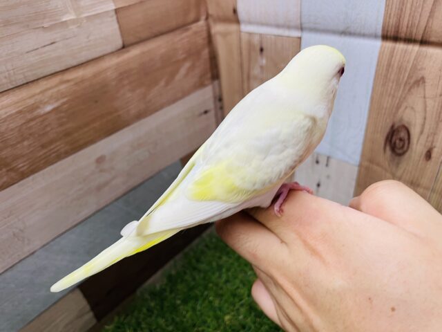 最新画像あります☆ヒナ餌卒業‼️とっても綺麗なレアカラー!セキセイインコのファロー! セキセイインコ