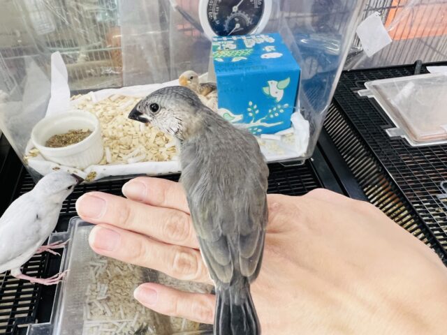 桜文鳥