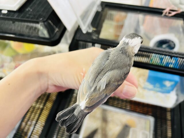 桜文鳥