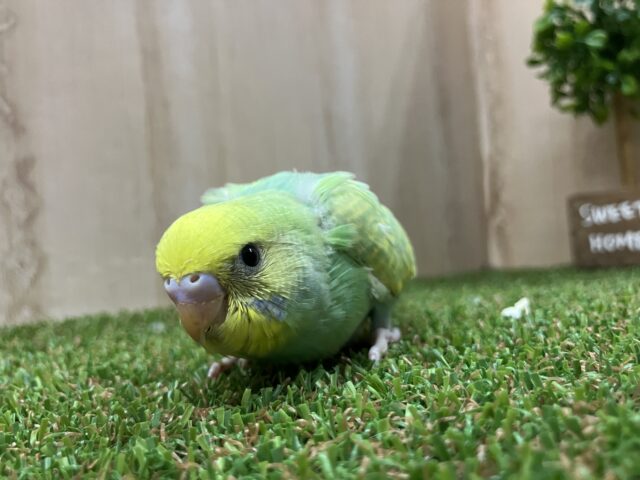 激かわ💓さわやかセキセイさん!! セキセイインコ パステルカラーレインボー セキセイインコ