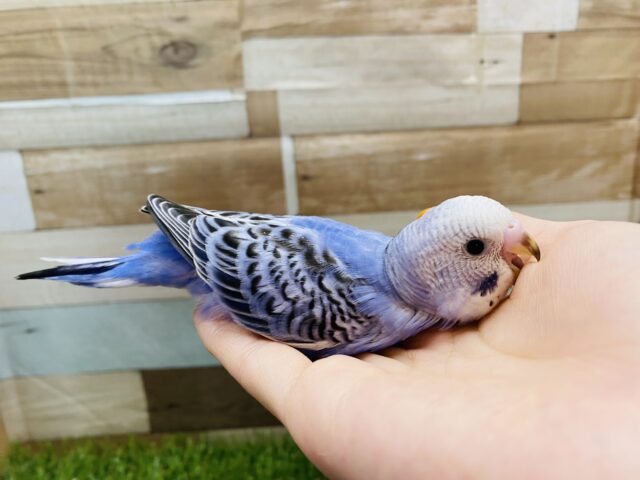 定番人気!かっこいい雰囲気のセキセイインコブルーオパーリン♪ セキセイインコ