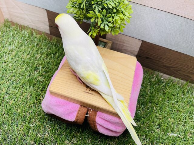 最新画像あります☆ヒナ餌卒業‼️とっても綺麗なレアカラー!セキセイインコのファロー! セキセイインコ