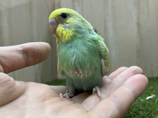 激かわ💓さわやかセキセイさん!! セキセイインコ パステルカラーレインボー セキセイインコ