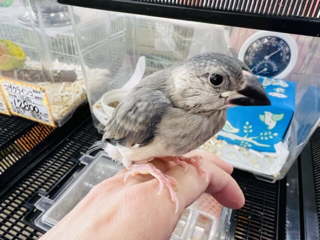 桜文鳥