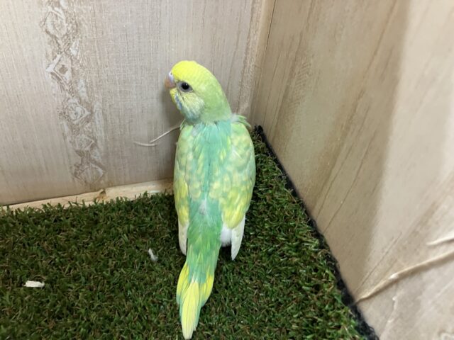 激かわ💓さわやかセキセイさん!! セキセイインコ パステルカラーレインボー セキセイインコ
