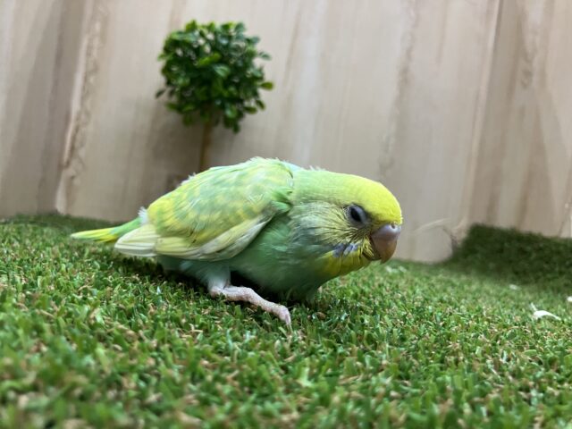 激かわ💓さわやかセキセイさん!! セキセイインコ パステルカラーレインボー セキセイインコ