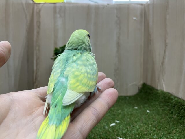 激かわ💓さわやかセキセイさん!! セキセイインコ パステルカラーレインボー セキセイインコ