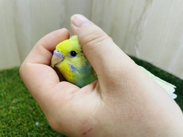 激かわ💓さわやかセキセイさん!! セキセイインコ パステルカラーレインボー セキセイインコ