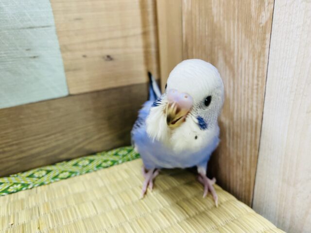 定番人気!かっこいい雰囲気のセキセイインコブルーオパーリン♪ セキセイインコ