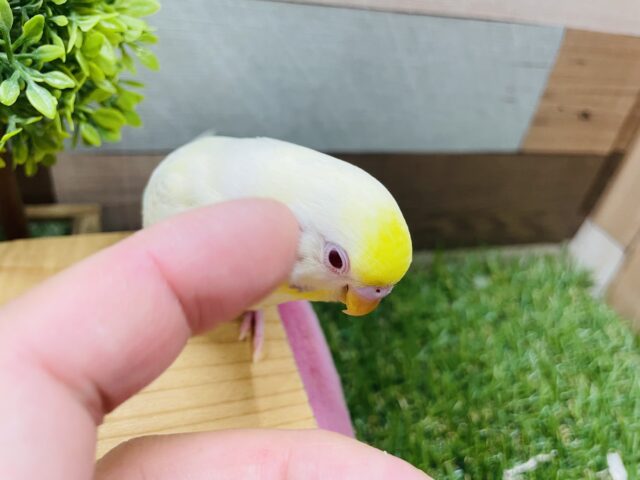 最新画像あります☆ヒナ餌卒業‼️とっても綺麗なレアカラー!セキセイインコのファロー! セキセイインコ