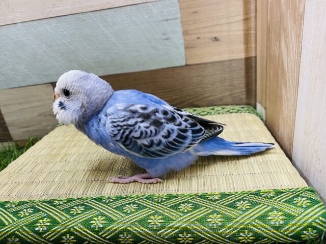 定番人気!かっこいい雰囲気のセキセイインコブルーオパーリン♪ セキセイインコ