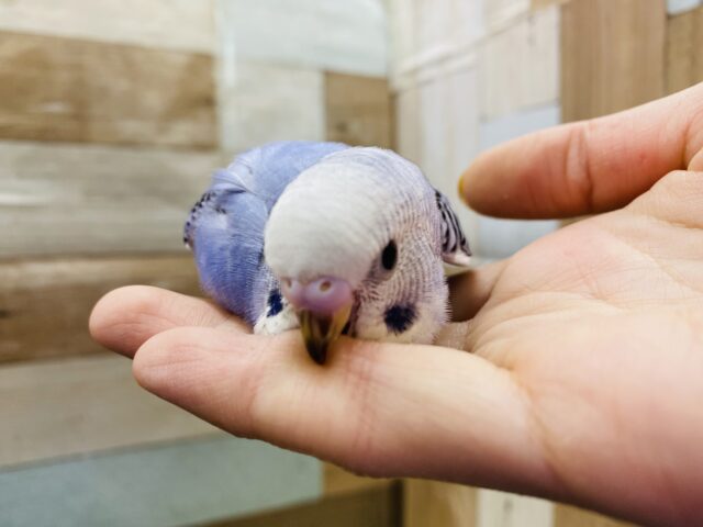 定番人気!かっこいい雰囲気のセキセイインコブルーオパーリン♪ セキセイインコ