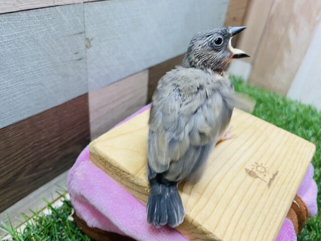 最新画像あります☆元気いっぱいに口を開けて待ってます♪定番人気カラーの桜文鳥🌸 桜文鳥