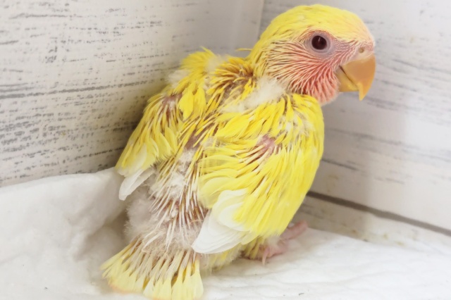 最新画像あり! パッチリイエロー🍋 コザクラインコ(ルチノー) コザクラインコ(小桜インコ)