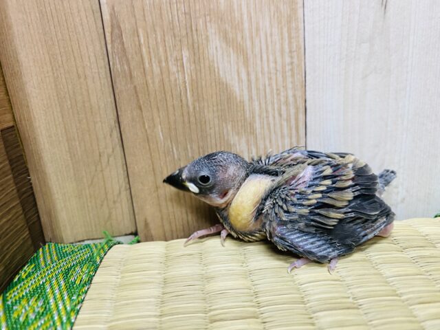 最新画像あります☆元気いっぱいに口を開けて待ってます♪定番人気カラーの桜文鳥🌸 桜文鳥