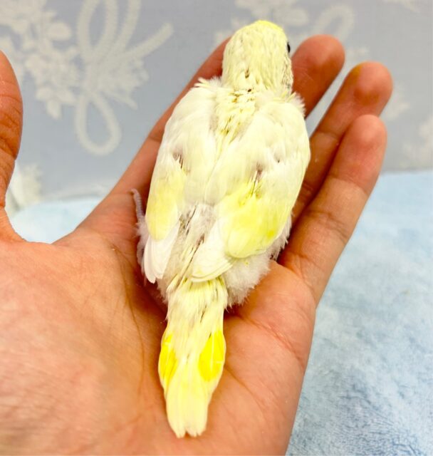 人気‼️セキセイインコ(ダブルファクター レモン系)2023年3月生まれ セキセイインコ