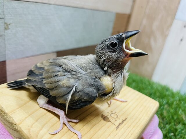 桜文鳥