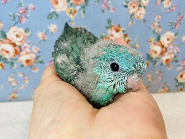 インコ界の宝石..❤︎手乗りサザナミインコ(ターコイズブルー)❤︎ サザナミインコ