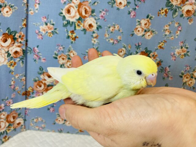 ちょこんとかわいい..💛手乗りセキセイインコ(ダブルファクター)💛 セキセイインコ