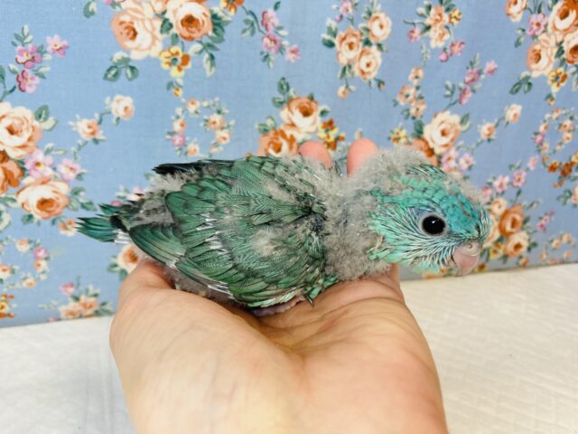 インコ界の宝石..❤︎手乗りサザナミインコ(ターコイズブルー)❤︎ サザナミインコ