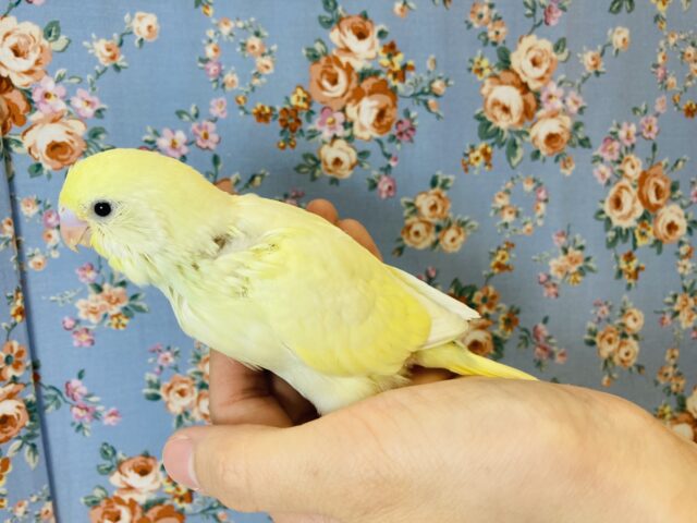 ちょこんとかわいい..💛手乗りセキセイインコ(ダブルファクター)💛 セキセイインコ