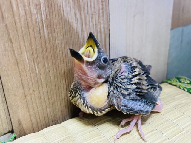 最新画像あります☆元気いっぱいに口を開けて待ってます♪定番人気カラーの桜文鳥🌸 桜文鳥