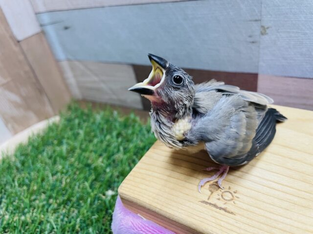 桜文鳥